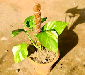 6 Plants