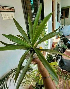 3 Set Beautiful Plants