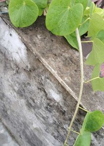 Neem Giloy Or Tinospora