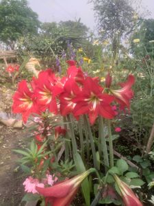 Lily