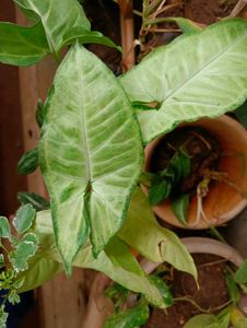 10 New Plants