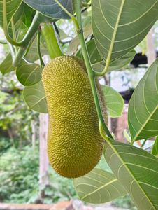 Organic Jackfruit