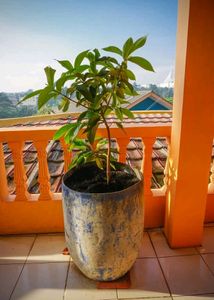 Mango Tree (Grown through seeds) - Plant