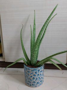 ALOEVERA Plant