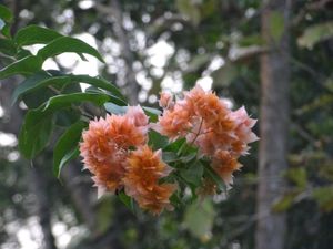 Sony Cybershot DSC-HX10v Digital Camera