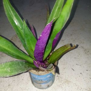 Beautiful Purple Plants
