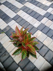 10 Live Root Plants