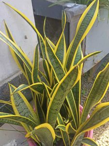 Snake Plant - Easy Care Houseplant