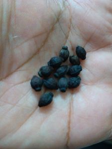 Pink Flower Seeds