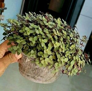 Turtle Vine Plants ☘️&amp;Pot