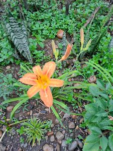 3 Orange Daylily