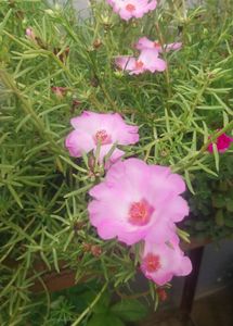 Miss 9 AM  , Portulaca, Purslene