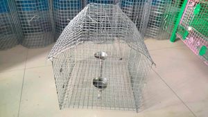 Parrots Cage (Pijara)
