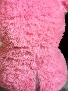 Bubbly The Teddy 🐻✨