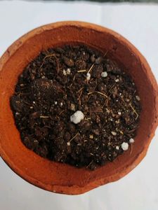 Succulent Pot Mix 250 grams
