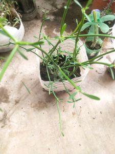 Price DropMega Combo 5 Type Semi Scullent Plant
