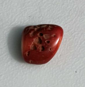 Real Red Coral