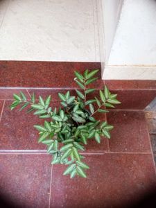 10 Live Root Plants