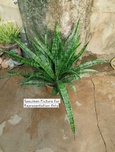 Sansevieria Trifasciata Zeylanica (Spotted)