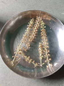 Holy Basil (Tulsi) Seeds