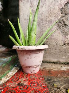 Aloe Vera Plants Original Large