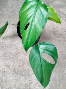 Assorted Plants