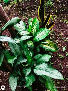 Dieffenbachia &amp; Snake Plant Duo
