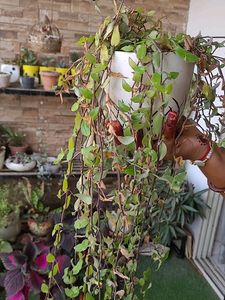 Hanging Plant Without Pot