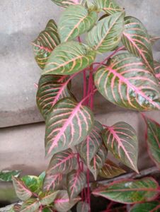 Iresine Herbstii Plant