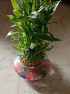 It's A Live 3 Layyar Luccky Bamboo Plant...