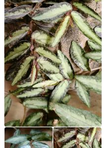 Combo for @thriftstore