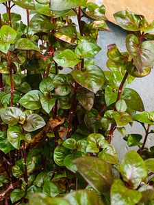 Plants