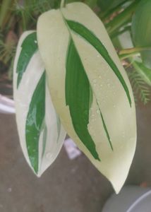 3 Plants  Combo