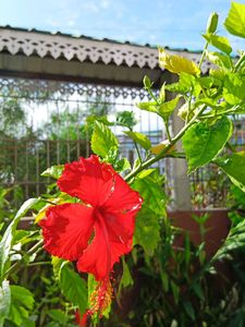 Red And Orange Hibiscus Cutting Saplings