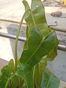 Philodendron Burle Marx