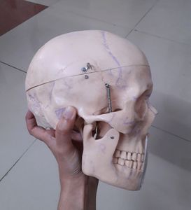 Human POP Skull (For Medical 1st Years)!!👍