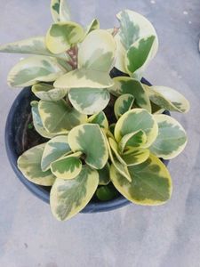 Compo 2 Variegated Baby Rubber Plant