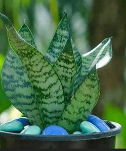 Jade Plant, Snake Plants, Portulaca Colour Of 4