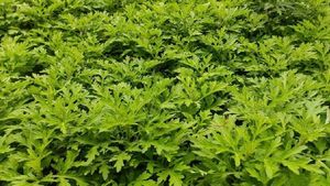 Plants