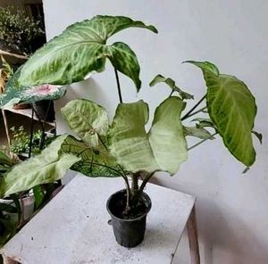 Set 3 Arrowhead &amp; Dracaena Dragon Plants