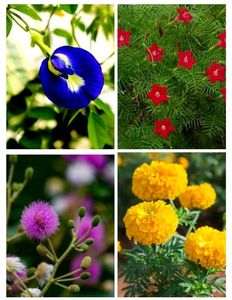 Combo Seeds For Flowers