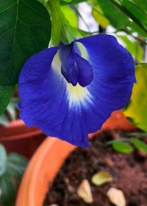 Neelkanth,Aprajita, Plant Seeds, Pack Of 10 Seeds