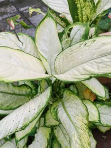 Dieffenbachia Plant