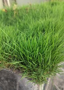 English Grass/Bermuda Grass