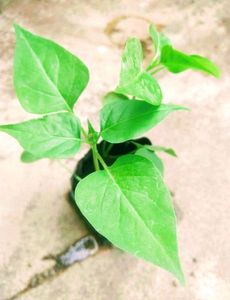 4&#39;०Clock 🟪Pink Flower Plants Seeds