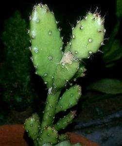Opuntia Cactus