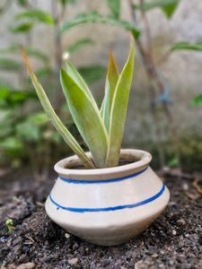 Mini Ceramic Potted Succulent