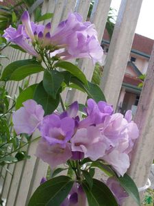 Garlic Vine plant Pack Of 3