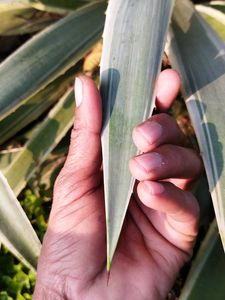 Agave White and Green