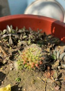 Mammillaria Cactus